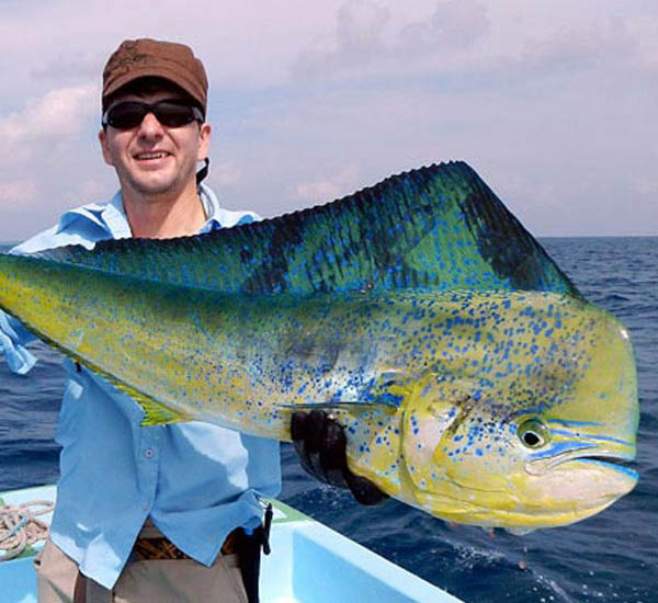 Sogar Mahi Mahi Goldmakrelen kann man mit Sticbaits fangen